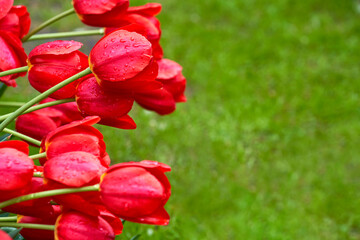 Red tulips in blossom with raindrops    