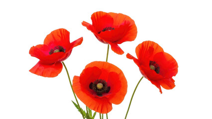 Fototapeta premium Four Red Poppies with Black Centers isolated on transparent background Keywords: poppies, red