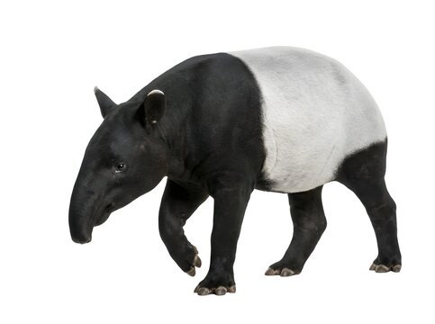 rhino isolated on white , Young malayan tapir - tapirus indicus - walking against a white background