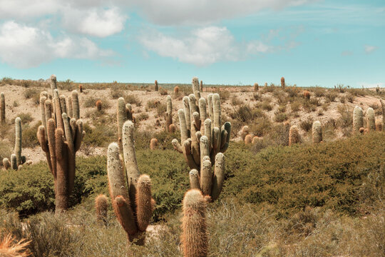 Cactus in Argentina