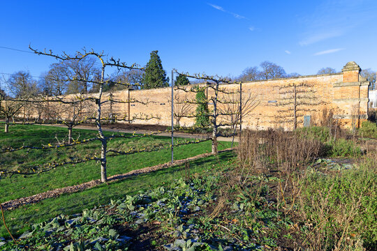Espalier pear trees on open space wires, in January, 2026.