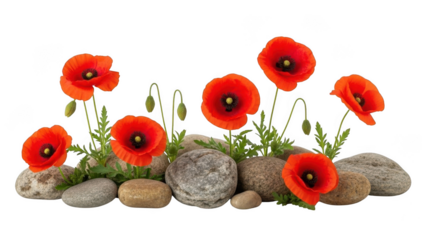 Red poppies and grey stones with green leaves isolated on transparent background