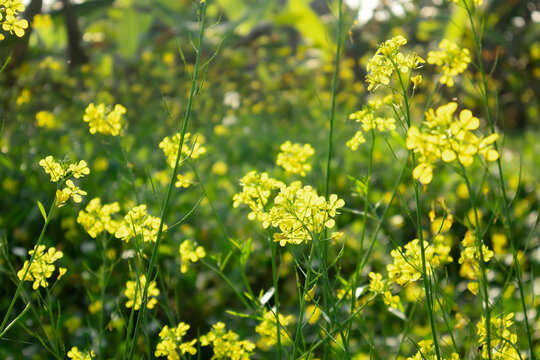Wild Yellow Mustard Flowers Growing Densely in a Green Meadow Under the Sun