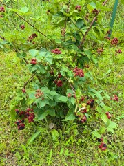 Blackberries growing in the garden, organic farming.