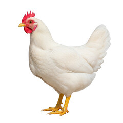 A single white chicken standing against a white background