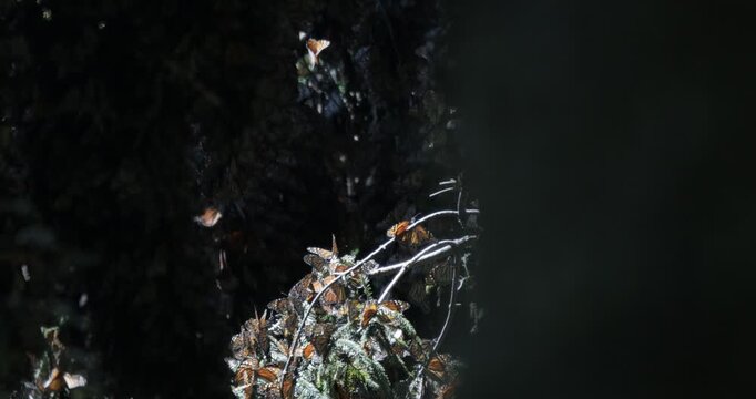Monarch butterflies in Michoacan, Mexico 