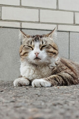 Minimalist photo of a cat lying on asphalt in an urban setting, looking straight at the camera. Simple street scene.