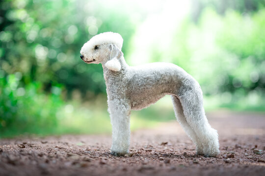 Bedlington Terrier dog breed show standard photo