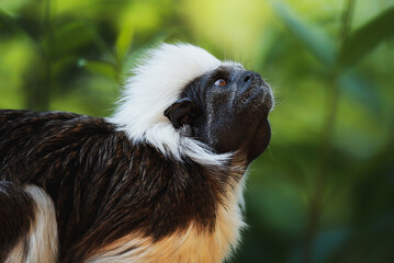Cotton-top tamarin (Saguinus oedipus) watch araund