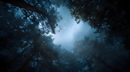 Looking up through a misty star filled forest canopy at night revealing the Milky Way