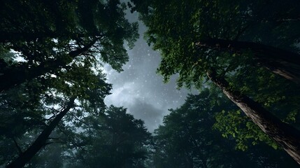 Looking up through a dark dense misty forest canopy at a starry cloudy night sky with swirling clouds and faint light