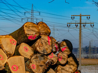 Markierte und zur Abholung bereite Baumstämme im Winter