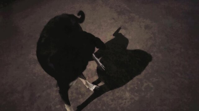 In a rural area at night, dogs use keen senses of smell and hearing for environmental signals or prey, looking around actively. They may also itch from insects. Their shadows are cast upon the street.