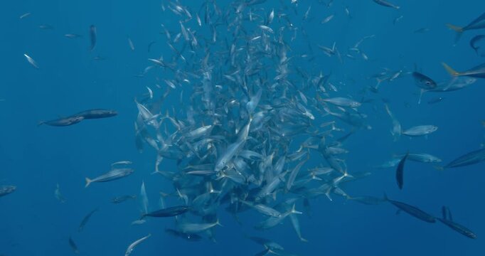 School of mackerel in feeding frenzy.