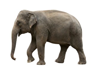 Obraz premium Side view of walking Asian Elephant isolated on white background.