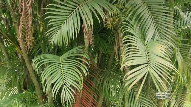 Chrysalidocarpus lutescens, also known as Dypsis lutescens and as golden cane palm, areca palm, yellow palm, butterfly palm or bamboo palm. Leaves moving in air. Slow motion stock footage of nature.