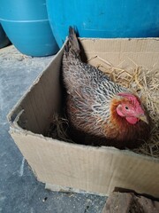 Comfortable Chicken Nesting in Cardboard Box