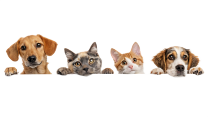 Dogs and cats peeking over web banner extracted on PNG. AI GENERATED.