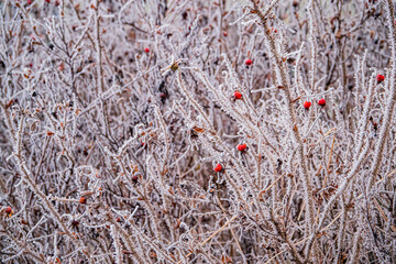 Frost-covered branches showcase bright red berries in a serene winter landscape filled with beauty