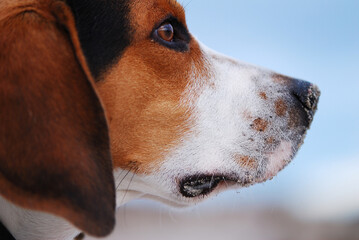 Close-up profile portrait of a beagle harrier  dog looking into the distance, with sand on its nose and fur, photographed outdoors under natural light © lo-chef
