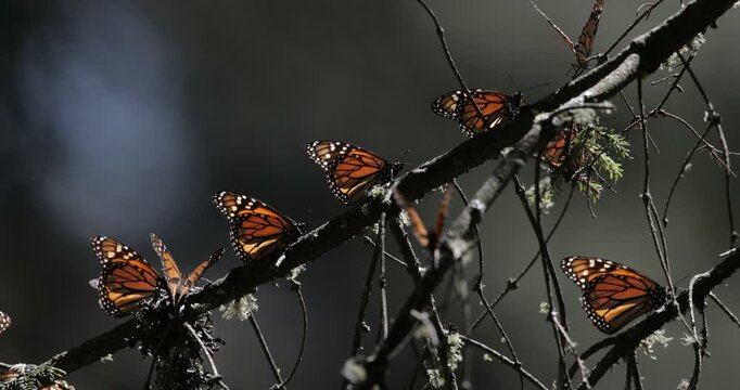 Monarch butterflies in Michoacan, Mexico 