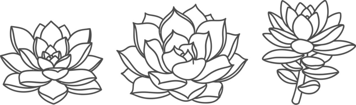 Collection of three distinct succulent plant outlines in a simple minimalist black line art style featuring varied rosette formations perfect for design projects or coloring books