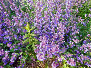 Dwarf Catmint Growing In The City Garden In Spring