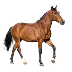 Naklejka premium Majestic Bay Horse Walking on White Background – Thoroughbred Stallion Portrait