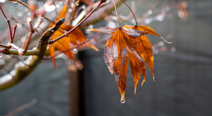 A sunlit close-up shows wet, orange maple leaves with raindrops hanging from a reddish-brown branch against a dark, blurred background.
