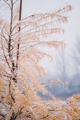 Frost covers branches, turning the winter landscape into a tranquil, magical scene