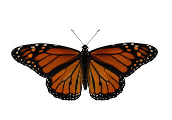 Orange and black butterfly with white spots