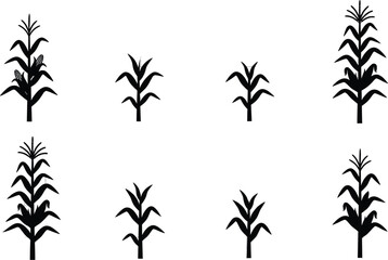 Fototapeta premium Corn plant growth stages silhouette set showing maize crops at different development phases, agricultural farming icons, black plant figures 
