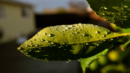 A sunlit green leaf covered in raindrops with a blurred, natural background.