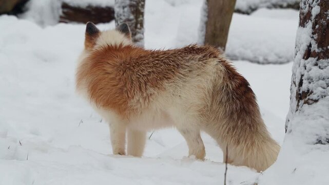 A red fox with an unusual fur pattern stands in the snow during winter. The animal has a distinctive mix of white, beige, and reddish brown fur, contrasting clearly against the snowy landscape.