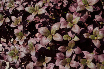 Alternanthera purple leaves close up