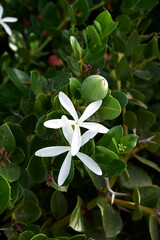Carissa macrocarpa shrub in bloom