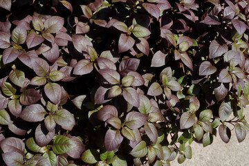 Alternanthera purple leaves close up