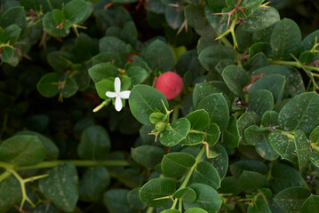 Carissa macrocarpa shrub in bloom