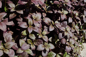 Alternanthera purple leaves close up