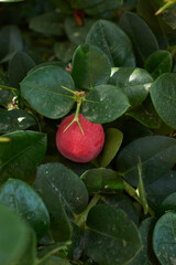 Carissa macrocarpa shrub in bloom