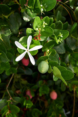 Carissa macrocarpa shrub in bloom