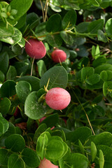 Carissa macrocarpa shrub in bloom
