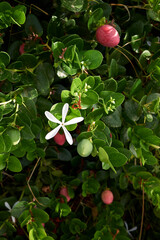 Carissa macrocarpa shrub in bloom