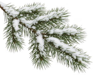 Snow-covered pine branch isolated on transparent background