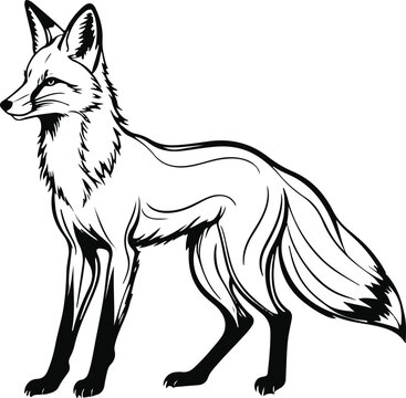 ngle line art of a fox created with elegant curved strokes, minimalist black vector, isolated on white 2