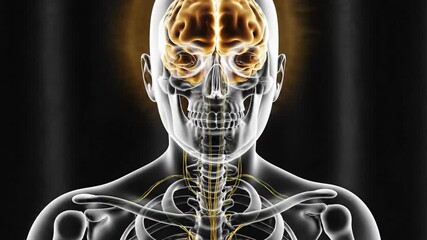 Transparent human body model with highlighted brain and nervous system - Powered by Adobe