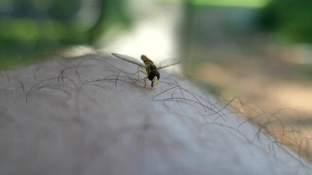 Hoverfly insect tasting on human hand