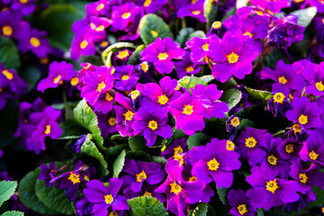Perennial primrose or primula in the spring garden..