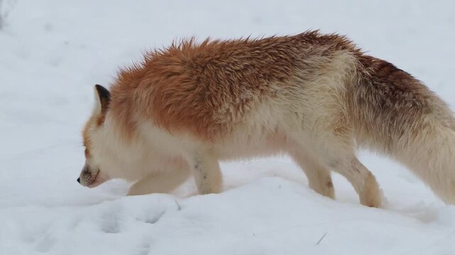 A red fox with an unusual fur pattern stands in the snow during winter. The animal has a distinctive mix of white, beige, and reddish brown fur, contrasting clearly against the snowy landscape.