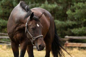 Pferdeportrait